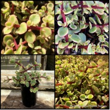 Tricolor Rainbow Elephant Bush x 1 Variegated Dwarf Jade Succulents Plants Shrubs Rockery Pots Indoors Outdoor Bonsai Portulacaria afra variegata